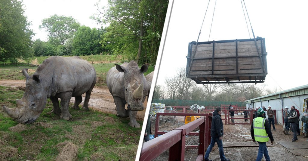 Three Rhinos Crash Into Chessington