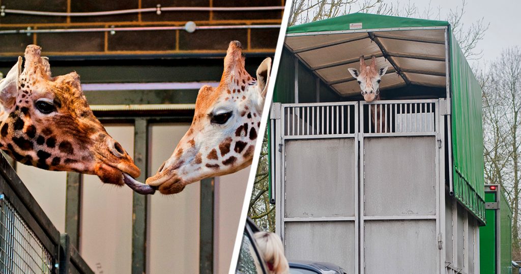 You’re Having A Giraffe