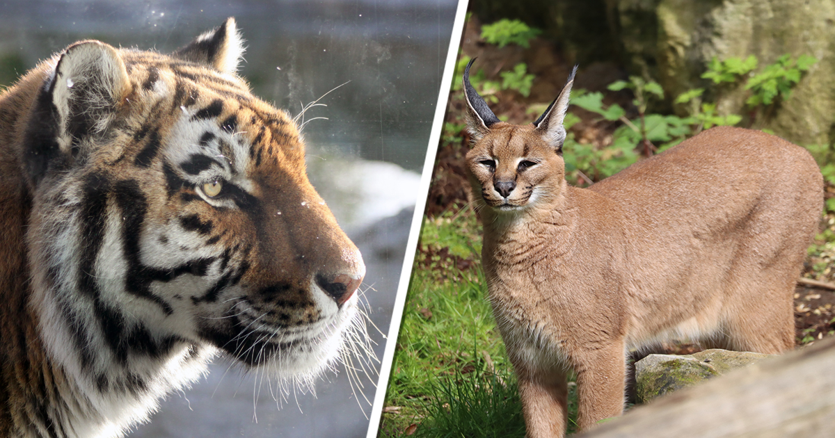 Chessington Zoo Reopens June 18th