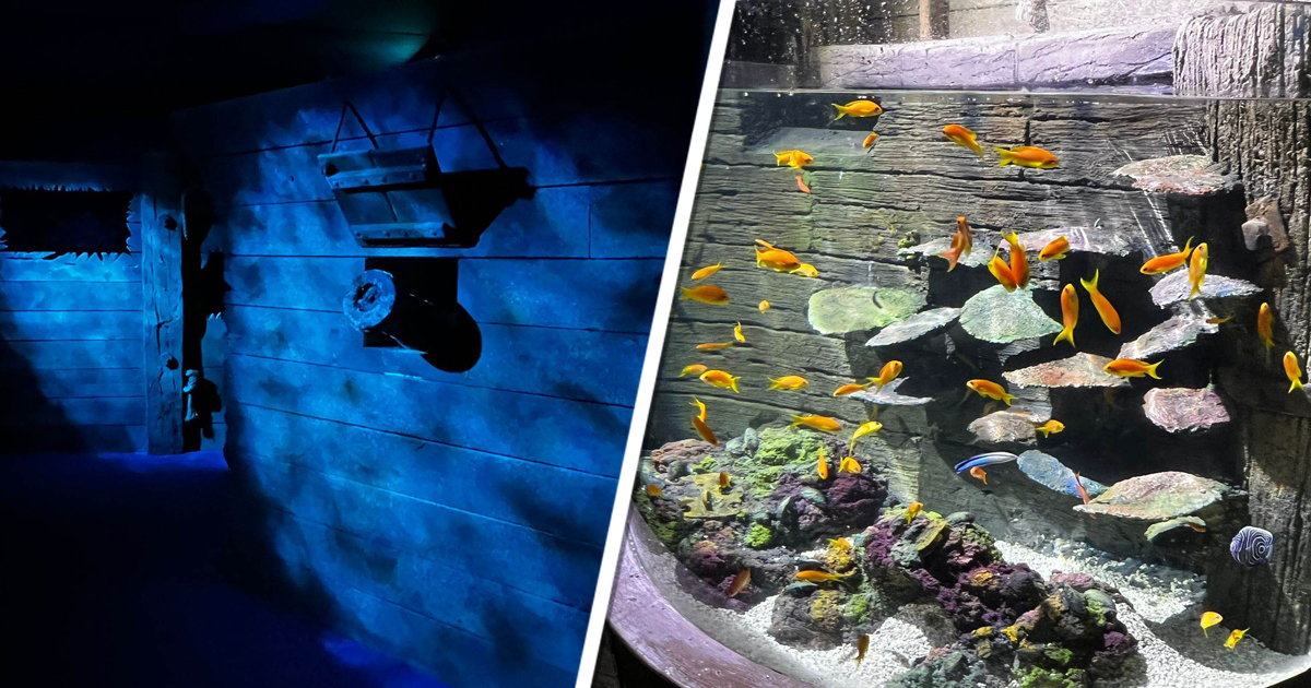 Sealife Makes A Splash